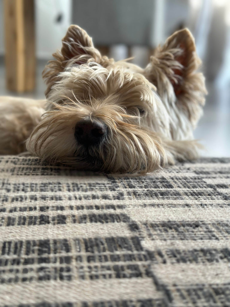 Is your dog constantly scratching? Learn the real reasons behind itchy skin and how to soothe your pup naturally.