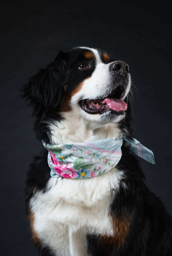 What Your Dog’s Coat Says About Their Health — And How to Decode It