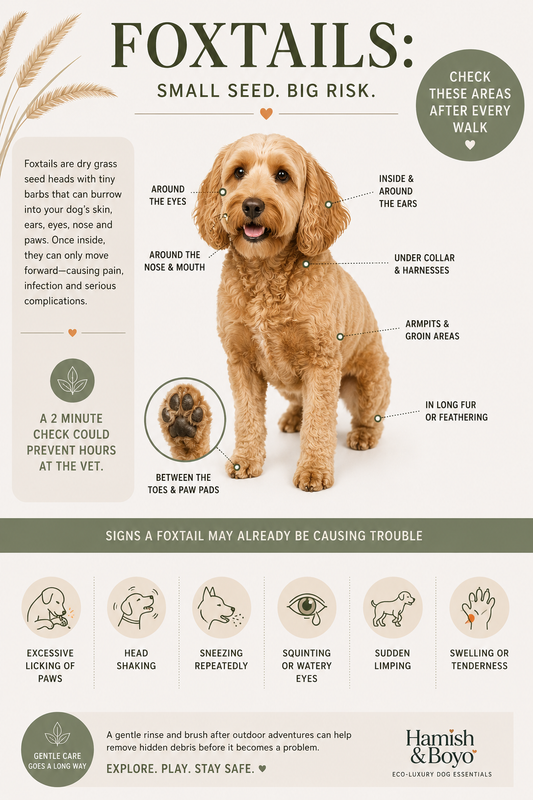 The Hidden Danger on Your Dog Walks: What Every Dog Owner Should Know About Foxtails